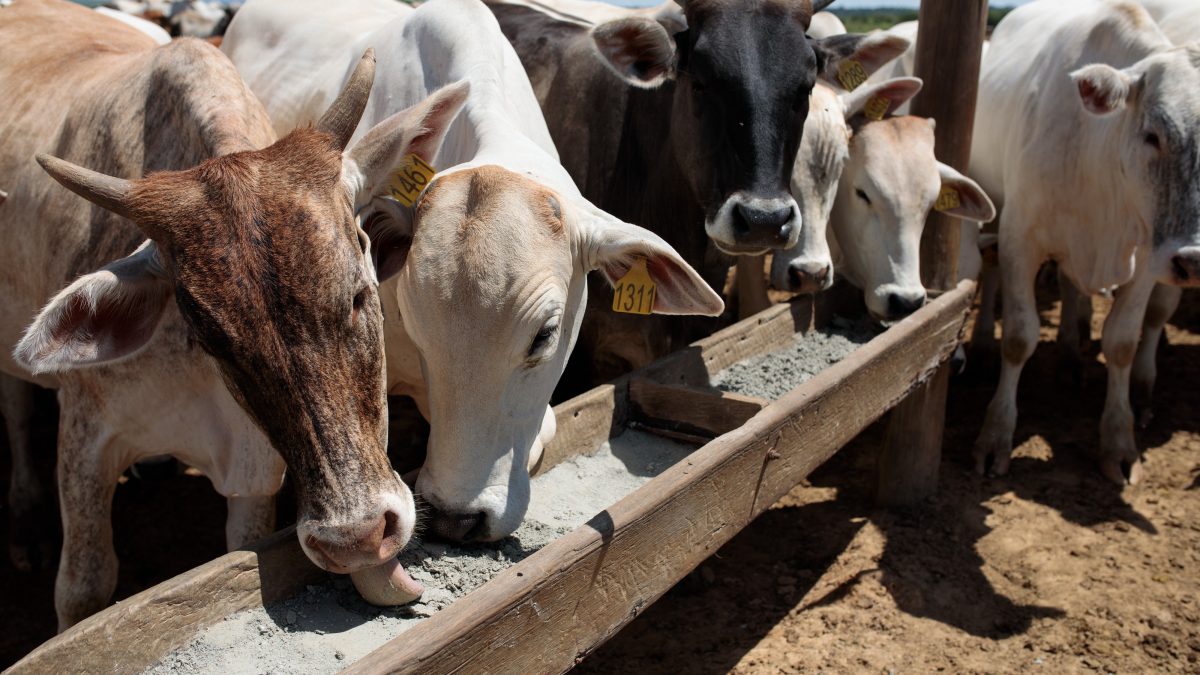 União Europeia proíbe importação de carne brasileira a partir de setembro