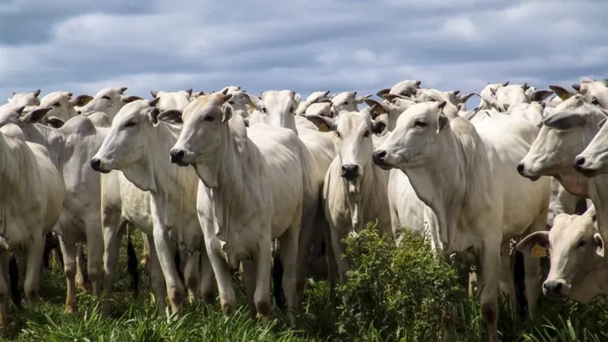 União Europeia proíbe importação de carnes e outros produtos animais do Brasil