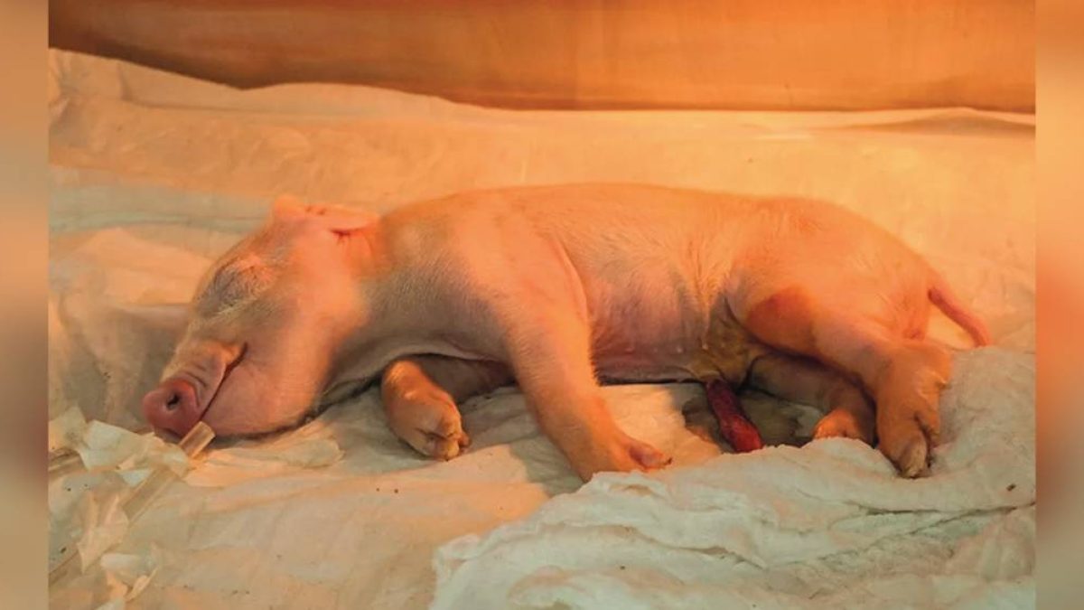 Brasil clona porco geneticamente editado para transplantes em humanos
