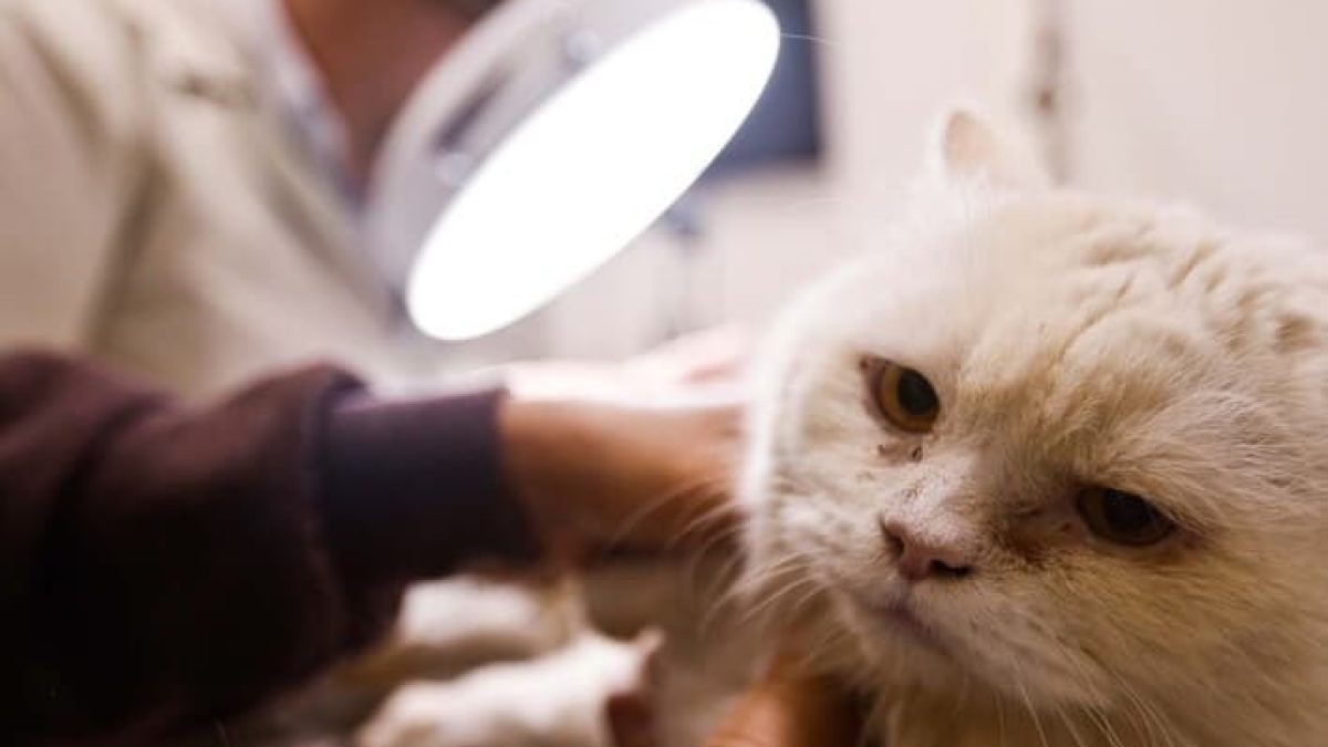 Nova lei criminaliza exercício ilegal da medicina veterinária