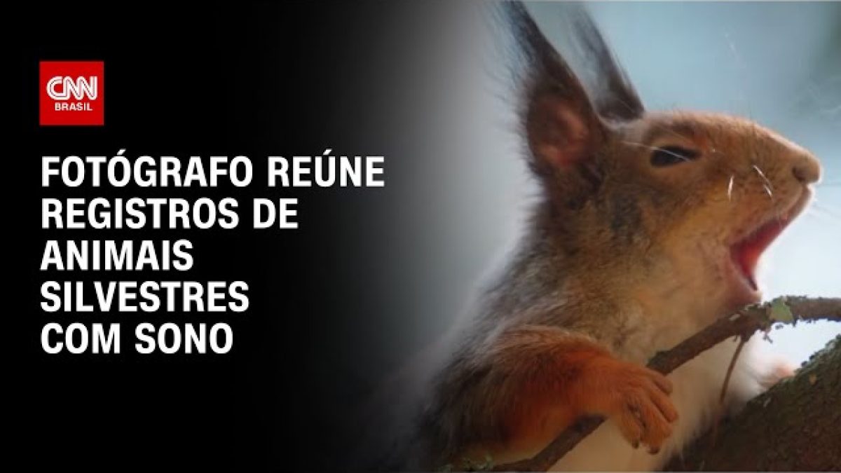 Papagaio visto apenas uma vez em 90 anos é redescoberto em montanha da Indonésia