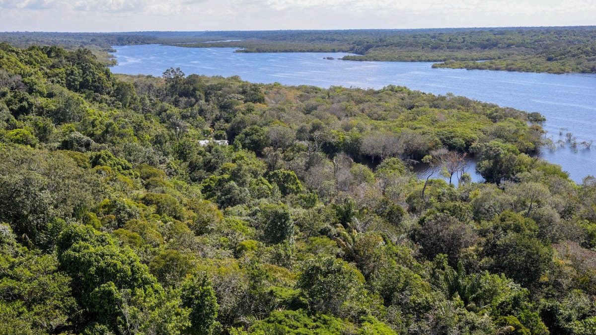 Desmatamento na Amazônia cai 61,4% em maio, maior redução já registrada
