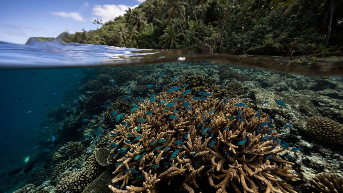 Pesquisa mapeia 165 mil km² de recifes de coral resistentes à crise climática