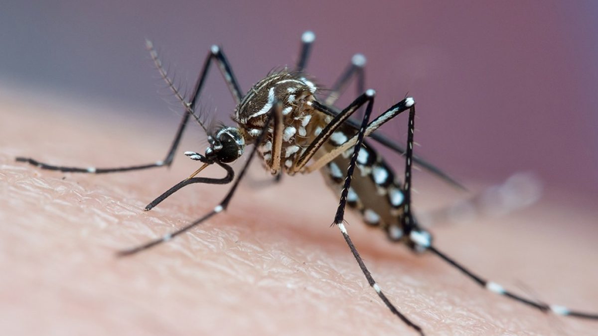 Mosquitos podem aprender a associar cheiro de repelente com comida, indica estudo