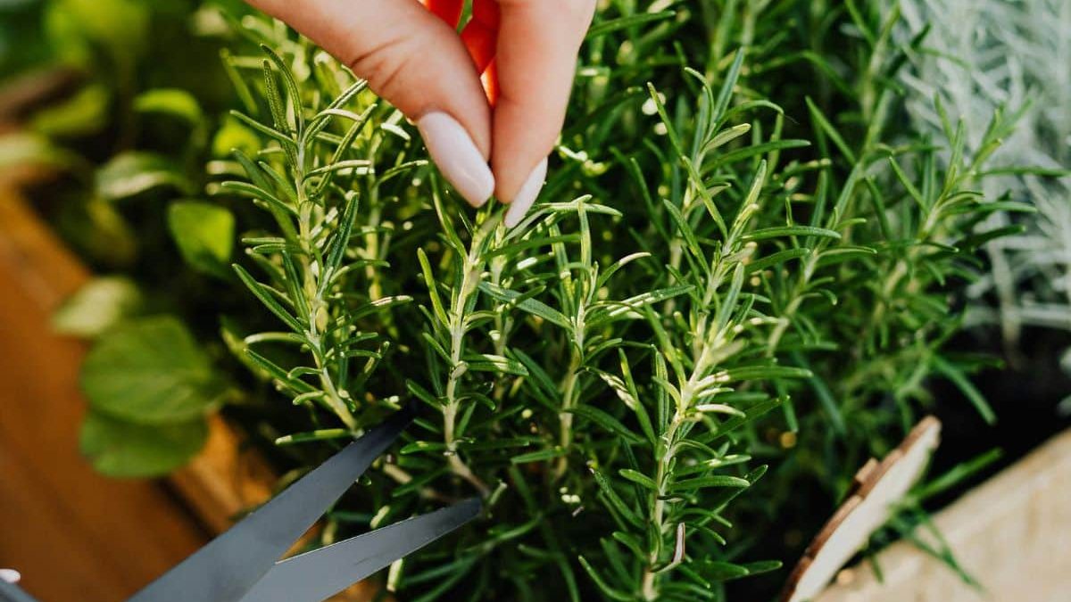Essa erva aromática melhora a memória e alivia o estresse, diz a ciência