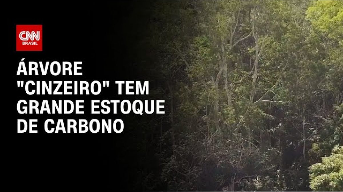 Árvore de 84 metros é a mais alta do Leste da Ásia
