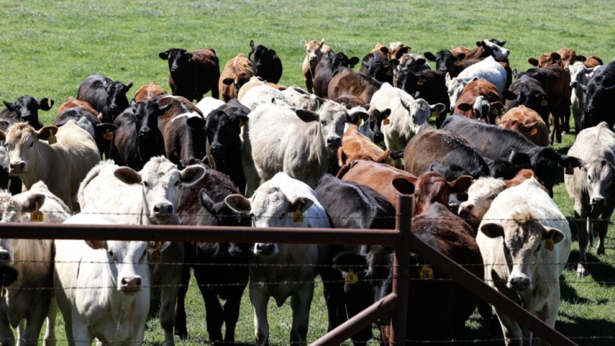 Parasita que devora gado vivo reacende alerta nos EUA após 60 anos erradicado