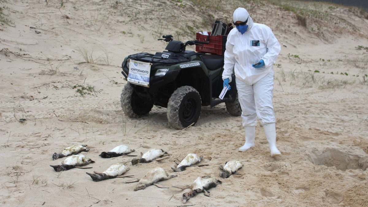 796 pinguins são encontrados mortos em praias de Florianópolis em dois meses