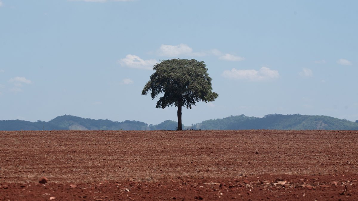 Desmatamento cai 20,6% no Brasil em 2025, mas projeto de lei preocupa