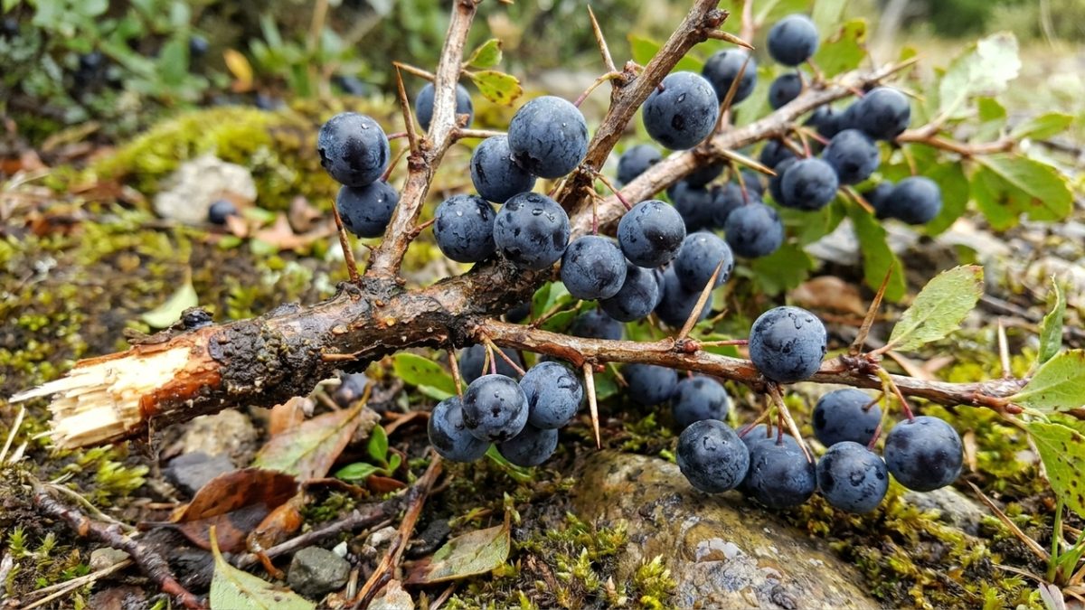 Calafate, fruta nativa da Patagônia, ganha espaço nas feiras orgânicas brasileiras