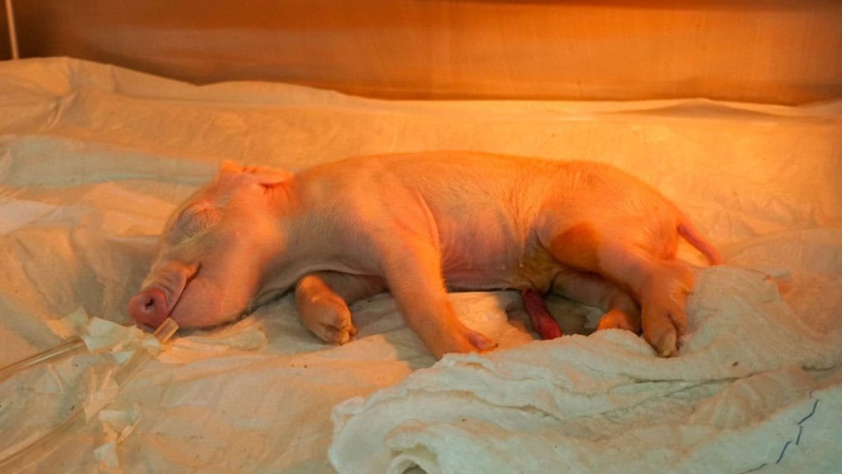 Brasil avança na criação de porcos geneticamente modificados para doação de órgãos