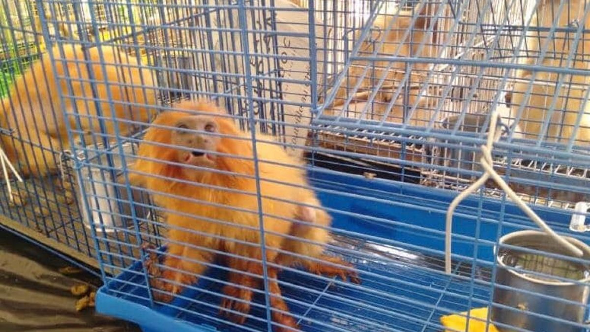 Mico-leão-dourado volta a ser alvo de tráfico internacional de animais silvestres