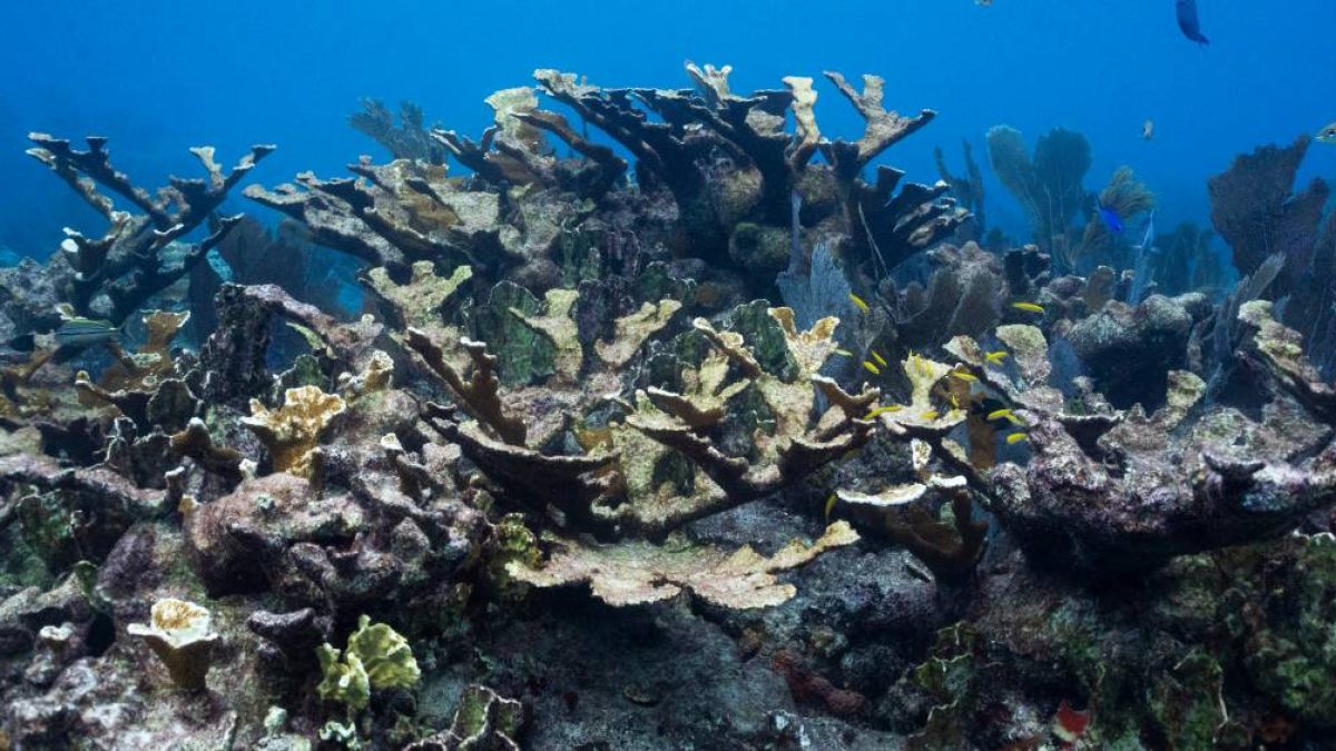 Estudo mapeia 166 mil km² de recifes de coral resilientes às mudanças climáticas
