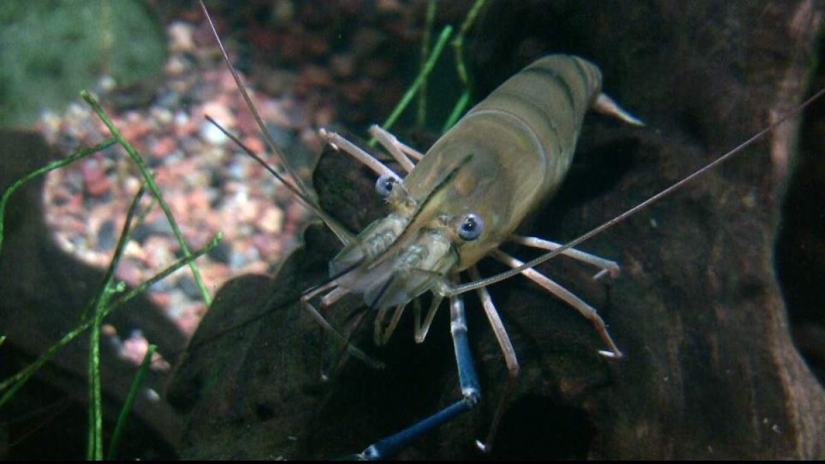 Camarão gigante invasor se espalha por áreas protegidas e ameaça pesca artesanal no Brasil