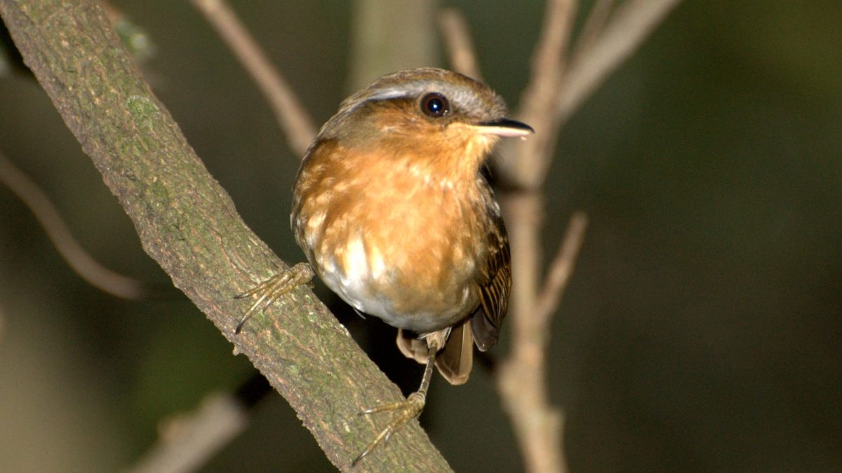 Desmatamento na Mata Atlântica altera características físicas de aves antes de queda populacional